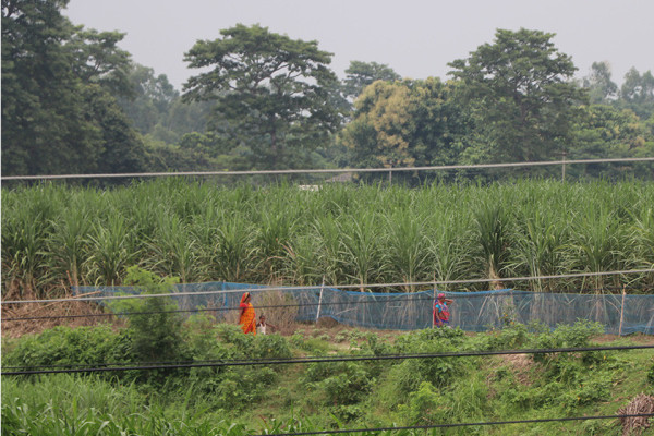 गुलियो उखु खेतीको अमिलो कथा